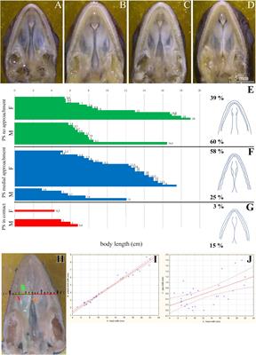 Polarized Sonic Hedgehog Protein Localization and a Shift in the Expression of Region-Specific Molecules Is Associated With the Secondary Palate Development in the Veiled Chameleon